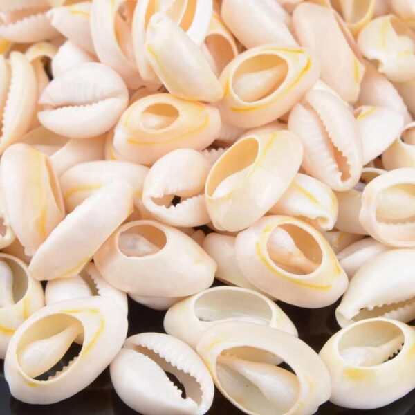 CUENTAS DE CONCHAS